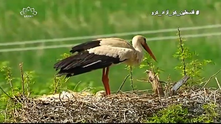 ڈاکیومینٹری، صوبہ کردستان کے جانور 