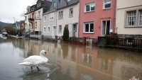Labud na ulici punoj vode u Njemačkoj