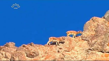 ڈاکیومینٹری، صوبہ کردستان کے جانور 