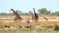 Ljepote Namibije
Ljepote Namibije
