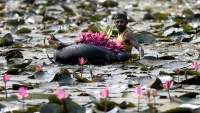 Muškarac sakuplja cvjetove lotosa na otoku Kolombuj na Šrilanki