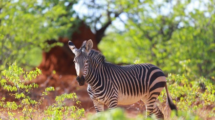 Ljepote Namibije