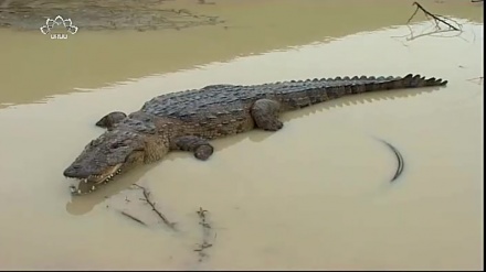 ڈاکیومینٹری پروگرام - مگرمچھ