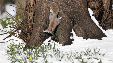 گۆرانی کوردی بەهار