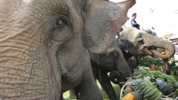 Tajland, slonovi jedu voće