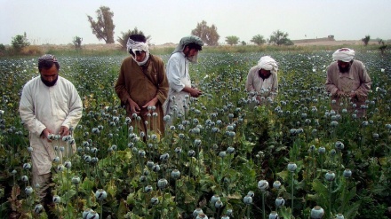 Talibani zabranjuju uzgoj narkotika u Afganistanu