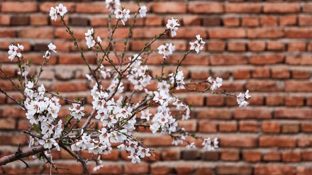 ملۆدییەکی کوردی به ناوی رسول الله ( ص )