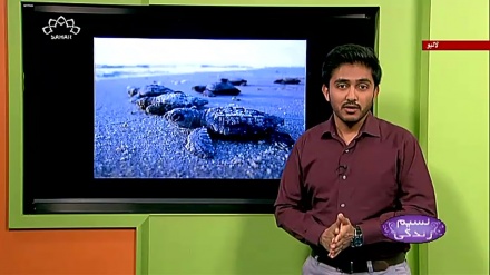 پروگرام نسیم زندگی کا معلوماتی حصہ