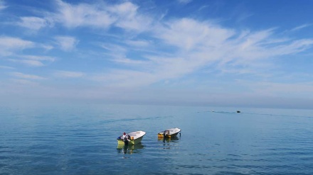 گۆرانی کوردی چنارەکان