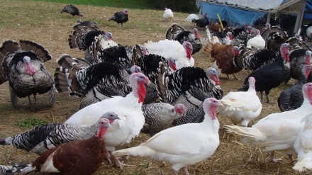 Raporek li ser xwedîkirina elokan li Kobaniyê 