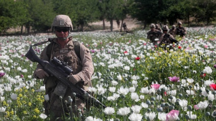 Amerika Əfqanıstanda narkotik maddələrin istehsalının dayandırılmasına mane olur