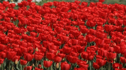 گۆرانی کوردی سوورە گوڵ