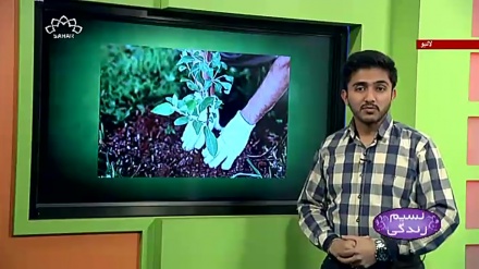 پروگرام نسیم زندگی کا معلوماتی حصہ