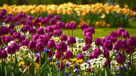 دیاری نەورۆز - بەشی 7