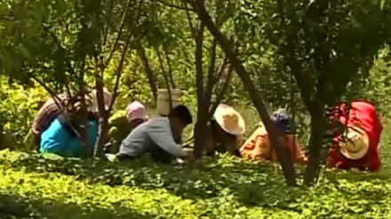 چەندبەشی سرنجراکێش لە بەرنامەی گوڵان