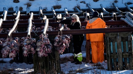 ناروے کا سرد موسم اور مچھلی کے سروں کا کاروبار
