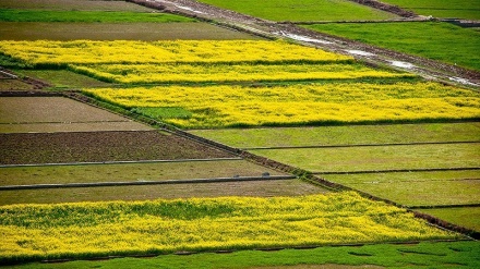 مازندران میں سرسوں کی زراعت