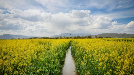 مەزراکانی گوندی فریازان له شاری توویسەرکان