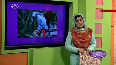 پروگرام نسیم زندگی کا معلوماتی حصہ