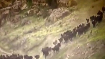 وێنەکانی هۆنەرمەند بەهارە ڕیسمانی