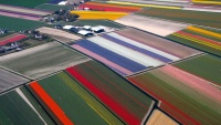 Plantaže cvijeća u Holandiji

