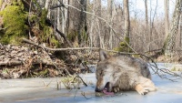 Žedan vuk liže zaleđeno jezero u Litvaniji