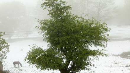 گۆرانی کوردی ئەرێ هۆلەیلی