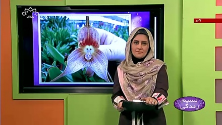 پروگرام نسیم زندگی کا معلوماتی حصہ