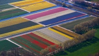 Plantaže cvijeća u Holandiji
