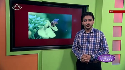 پروگرام نسیم زندگی کا معلوماتی حصہ