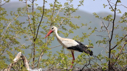 گۆرانی کوردی بەهارە