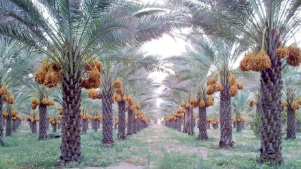 سەفەر بۆ شاری زاهیدان