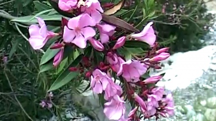 گۆرانیێکی خۆش بە دەنگی ‌حسێن شەریفی له بەرنامەی ساباتی سۆز
