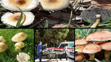 کارگی ژەهراوی له ناوچەی کوردستان 