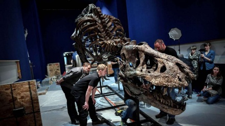  پیرس میں 65 ملین سالہ ڈائناسور کے ڈھانچے کی نمایش