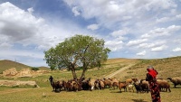 Nomadi u pokrajini Hamedan
