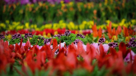 گۆرانی ده‌ردت له گیانم 