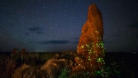 Spektakularna fotografija briljantnog gnijezda termita noću
