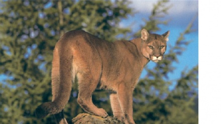 Puma pored američkog grada Sijetla rastrgla biciklistu