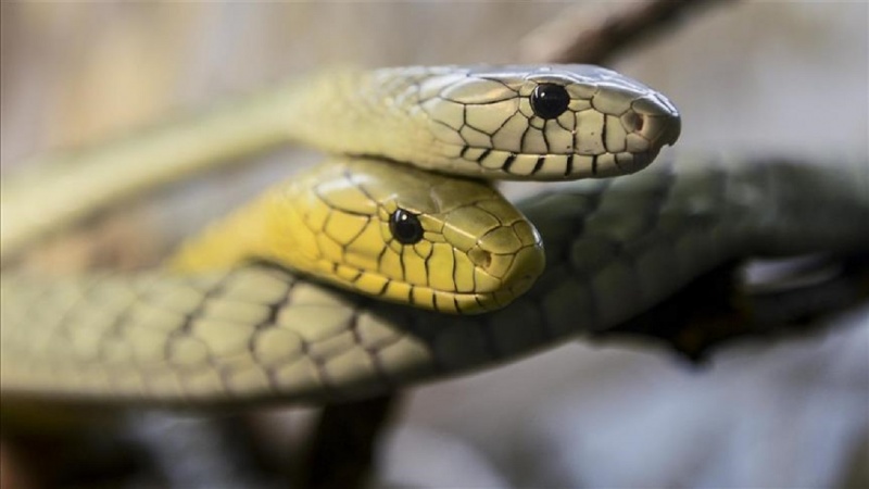 Godišnje 5,4 miliona ljudi preživi ugriz zmije, umre ih 138.000 hiljada
