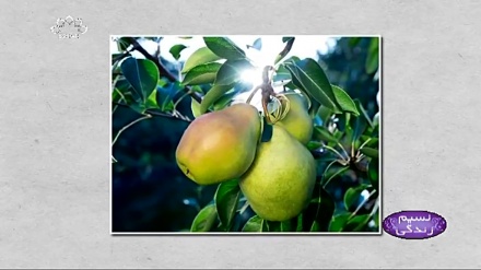 ناشپاتی کے فوائد