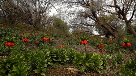 گوێ ڕادەگرین به ملۆدییەکی کوردی خۆش