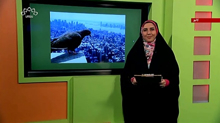 پروگرام نسیم زندگی کا معلوماتی حصہ