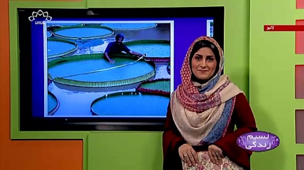 پروگرام نسیم زندگی کا معلوماتی حصہ