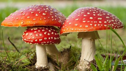  مەسمووومیەت به کارگی ژەهراوی له ناوچەی کوردستان