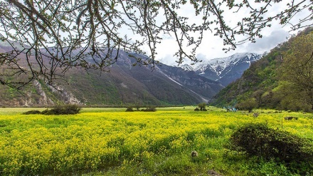 گۆرانی کوردی بیرەوەری