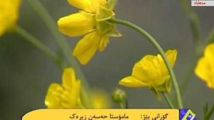 گۆرانیێک خۆش بە دەنگی مامۆستا حەسەن زیرەک له بەرنامەی ساباتی سۆز