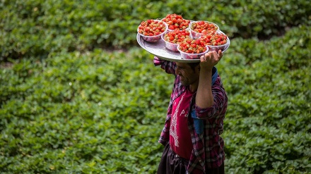 کردستان میں اسٹرابیری