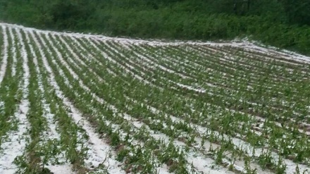 Posljedice nevremena u Srbiji: Stradalo voće, vanredna situacija u 17 sela