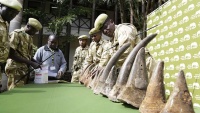 Izložba 18 rogova nosoroga koje su ubili krivolovci u Nairobiju, u Keniji